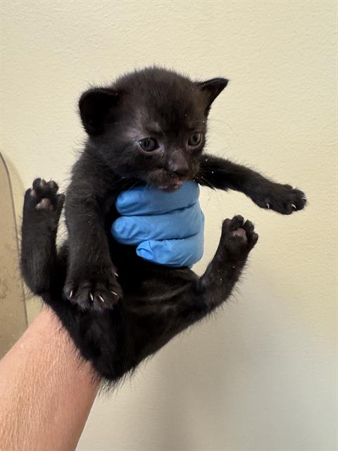 Shelter Stray Unknown Cat last seen Near BLOCK S MIDDLEPARK LN, WEST VALLEY CITY UT 84119, 4522 W 3500 S, West Valley City, UT 84120, USA