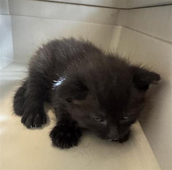 Shelter Stray Male Cat last seen Near BLOCK W NORWALK RD, 4522 W 3500 S, West Valley City, UT 84120, USA