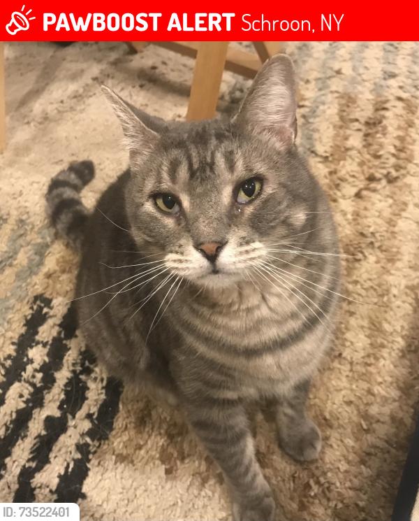 Lost Male Cat last seen Charley Hill Rd & Horseshoe Pond Rd, Schroon, NY 12870
