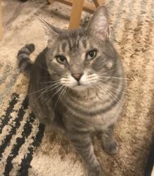 Lost Male Cat last seen Charley Hill Rd & Horseshoe Pond Rd, Schroon, NY 12870