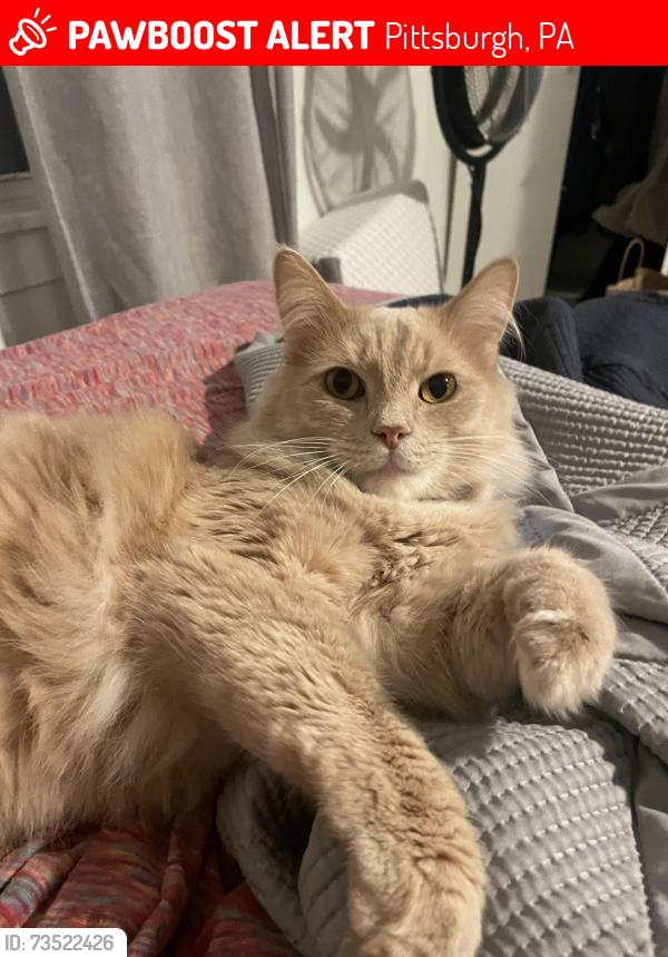 Lost Male Cat last seen Dewey and Elmer, Pittsburgh, PA 15218