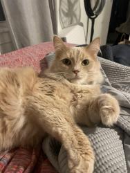 Lost Male Cat last seen Dewey and Elmer, Pittsburgh, PA 15218