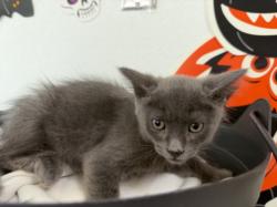 Shelter Stray Male Cat last seen , 957 N Gaffey St, San Pedro, CA 90731, USA