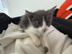 Shelter Stray Male Cat last seen , 957 N Gaffey St, San Pedro, CA 90731, USA