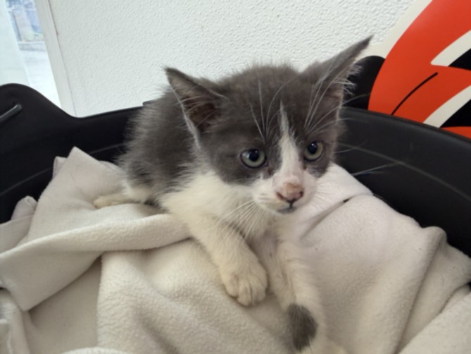 Shelter Stray Male Cat last seen , 957 N Gaffey St, San Pedro, CA 90731, USA