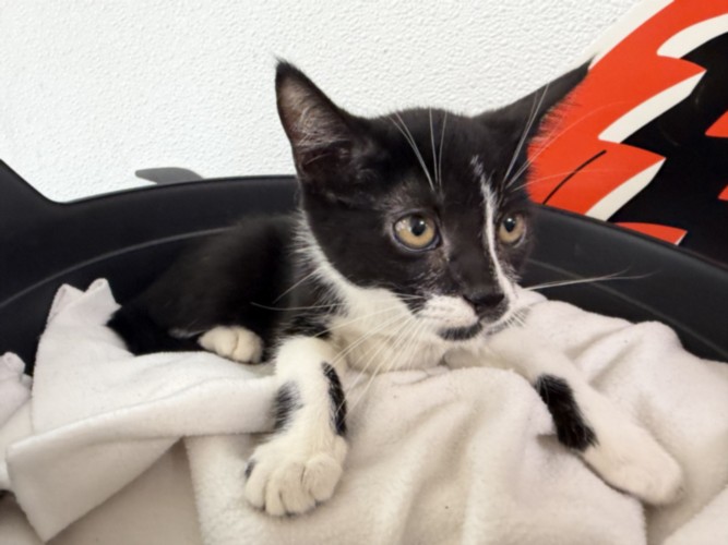 Shelter Stray Female Cat last seen , 957 N Gaffey St, San Pedro, CA 90731, USA