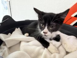 Shelter Stray Male Cat last seen , 957 N Gaffey St, San Pedro, CA 90731, USA