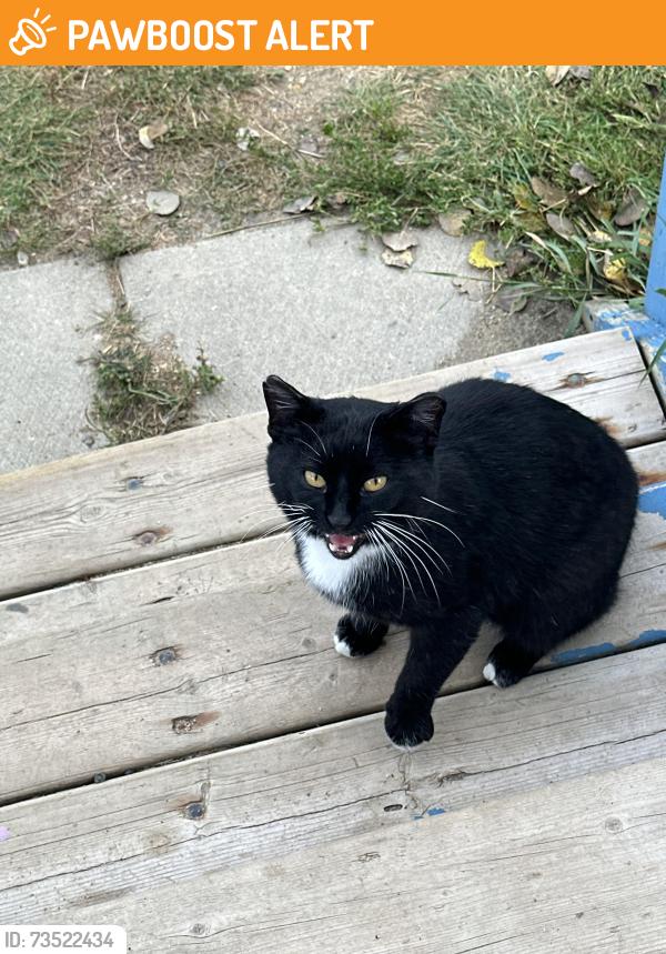 Found/Stray Male Cat last seen Fishing lake First Nations, Foam Lake No. 276, SK S0A 1Z0
