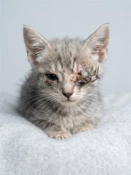 Shelter Stray Male Cat last seen Near BLOCK STRAWFLOWER PL, 2020 Forest St, Jacksonville, FL 32204, USA