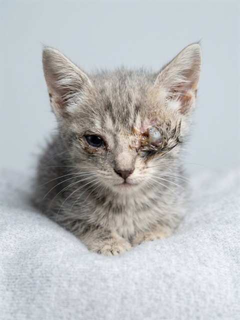 Shelter Stray Male Cat last seen Near BLOCK STRAWFLOWER PL, 2020 Forest St, Jacksonville, FL 32204, USA