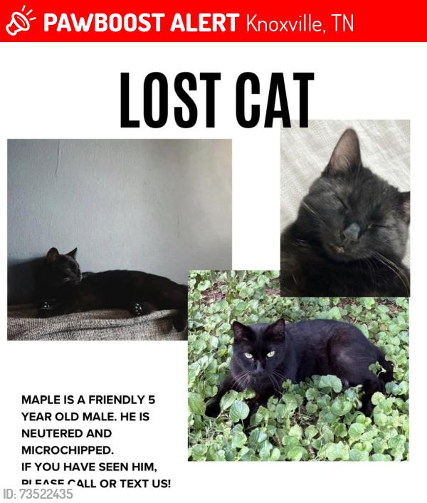 Lost Male Cat last seen Carson Ave., Knoxville, TN 37917