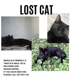 Lost Male Cat last seen Carson Ave., Knoxville, TN 37917
