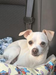 Lost Male Dog last seen Near w century blvd , anywhere going down from century by motel 6 to sofi stadium surrounding areas, Inglewood, CA 90304