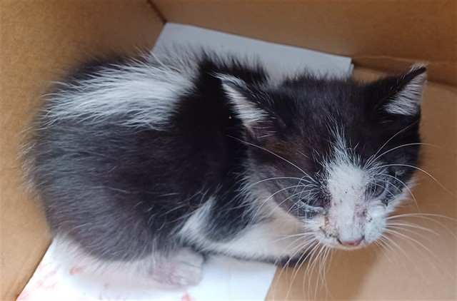 Shelter Stray Unknown Cat last seen , 4275 Elton St, Baldwin Park, CA 91706, USA