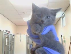 Shelter Stray Female Cat last seen BRADSHAW RD/KNIGHTVIEW CT, 95829, 3839 Bradshaw Rd, Sacramento, CA 95827, USA