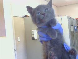 Shelter Stray Female Cat last seen BRADSHAW RD/KNIGHTVIEW CT, 95829, 3839 Bradshaw Rd, Sacramento, CA 95827, USA