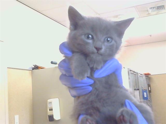 Shelter Stray Female Cat last seen BRADSHAW RD/KNIGHTVIEW CT, 95829, 3839 Bradshaw Rd, Sacramento, CA 95827, USA