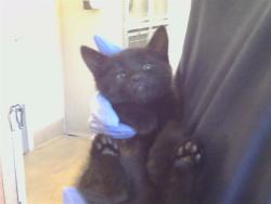 Shelter Stray Female Cat last seen BRADSHAW RD/KNIGHTVIEW CT, 95829, 3839 Bradshaw Rd, Sacramento, CA 95827, USA