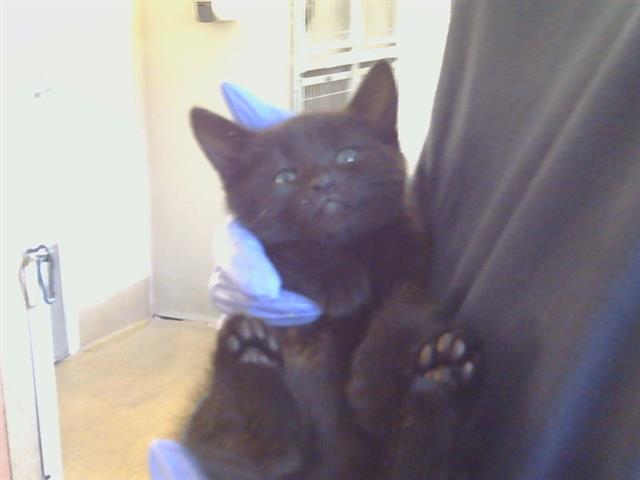 Shelter Stray Female Cat last seen BRADSHAW RD/KNIGHTVIEW CT, 95829, 3839 Bradshaw Rd, Sacramento, CA 95827, USA