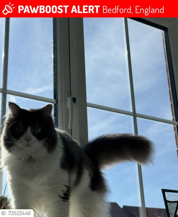 Lost Male Cat last seen Watercress rise Bedford, Bedford, England 