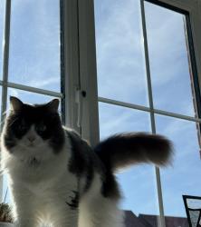 Lost Male Cat last seen Watercress rise Bedford, Bedford, England 
