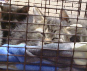 Shelter Stray Male Cat last seen A ST/S LINCOLN WAY, 95632, 3839 Bradshaw Rd, Sacramento, CA 95827, USA