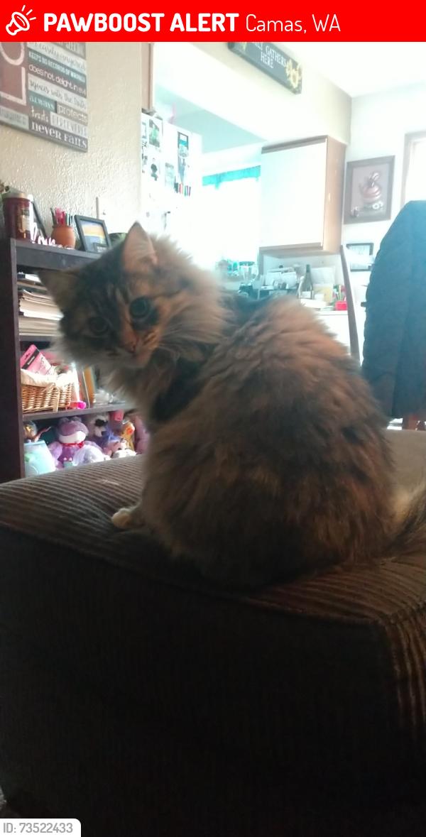 Lost Female Cat last seen Camas Community Center, Camas, WA 98607