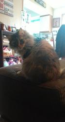 Lost Female Cat last seen Camas Community Center, Camas, WA 98607