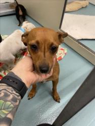 Shelter Stray Female Dog last seen A ST, 16 Barnes Ct, Hayward, CA 94544, USA