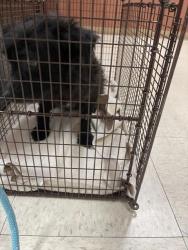 Shelter Stray Female Dog last seen SOUTH HAYWARD BART, 16 Barnes Ct, Hayward, CA 94544, USA