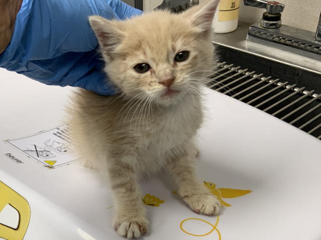 Shelter Stray Male Cat last seen Near BLOCK DOUGLAS CT, Visalia, CA 93292, USA