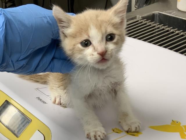 Shelter Stray Male Cat last seen Near BLOCK DOUGLAS CT, Visalia, CA 93292, USA