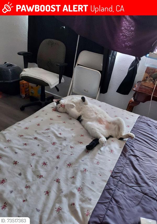 Lost Male Cat last seen Foothill & Mountain Ave., Upland, CA 91786