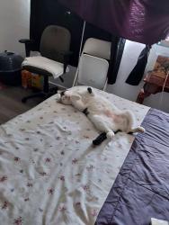 Lost Male Cat last seen Foothill & Mountain Ave., Upland, CA 91786