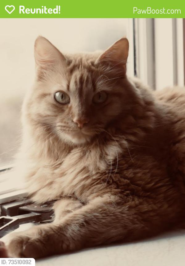 Reunited Male Cat last seen Schuring, Oaklawn drive, Sandbridge, Primrose ln, Rockford, Portage, MI 49024
