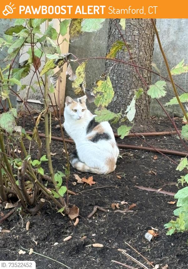 Found/Stray Female Cat last seen Also seen on Gaymoor and Minivale Road, Stamford, CT 06907