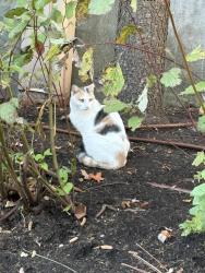 Found/Stray Female Cat last seen Also seen on Gaymoor and Minivale Road, Stamford, CT 06907