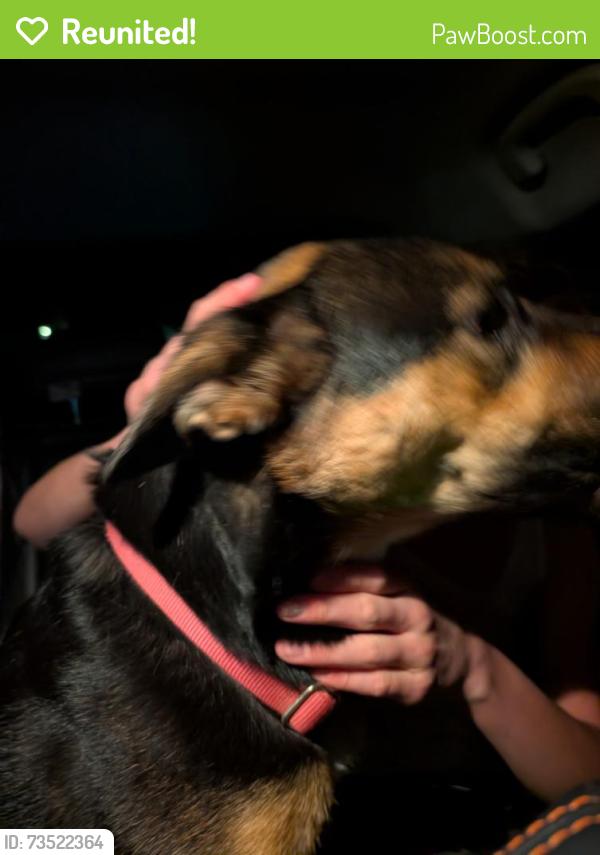 Reunited Female Dog last seen Entrada Cedros, San Jose, CA 95123