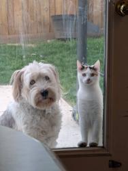 Reunited Female Dog last seen Center St. and Palisade Dr., Orem, UT 84097