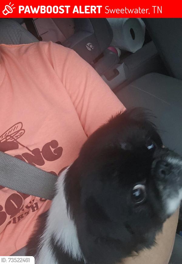 Lost Female Dog last seen County rd 298, Sweetwater, TN 37874