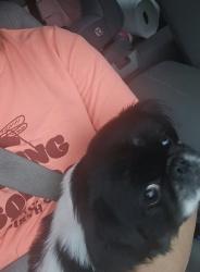 Lost Female Dog last seen County rd 298, Sweetwater, TN 37874
