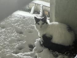 Lost Female Cat last seen Parker st, The Bronx, NY 10462