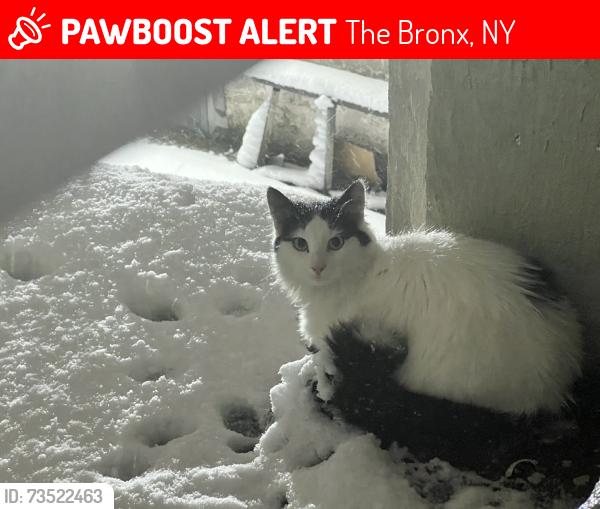 Lost Female Cat last seen Parker st, The Bronx, NY 10462