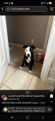 Lost Female Dog last seen Pleasant st, Berrien County, MI 49103