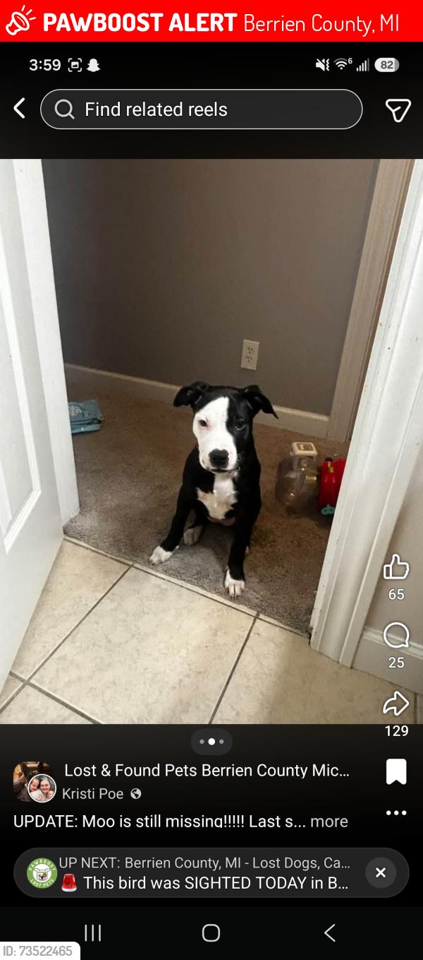 Lost Female Dog last seen Pleasant st, Berrien County, MI 49103