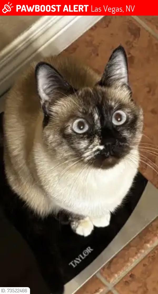 Lost Female Cat last seen Warm Springs and Fort Apache, Las Vegas, NV 89148