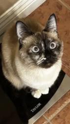 Lost Female Cat last seen Warm Springs and Fort Apache, Las Vegas, NV 89148