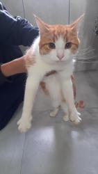 Reunited Male Cat last seen Mcdonald, Leicester, England LE5 1DP