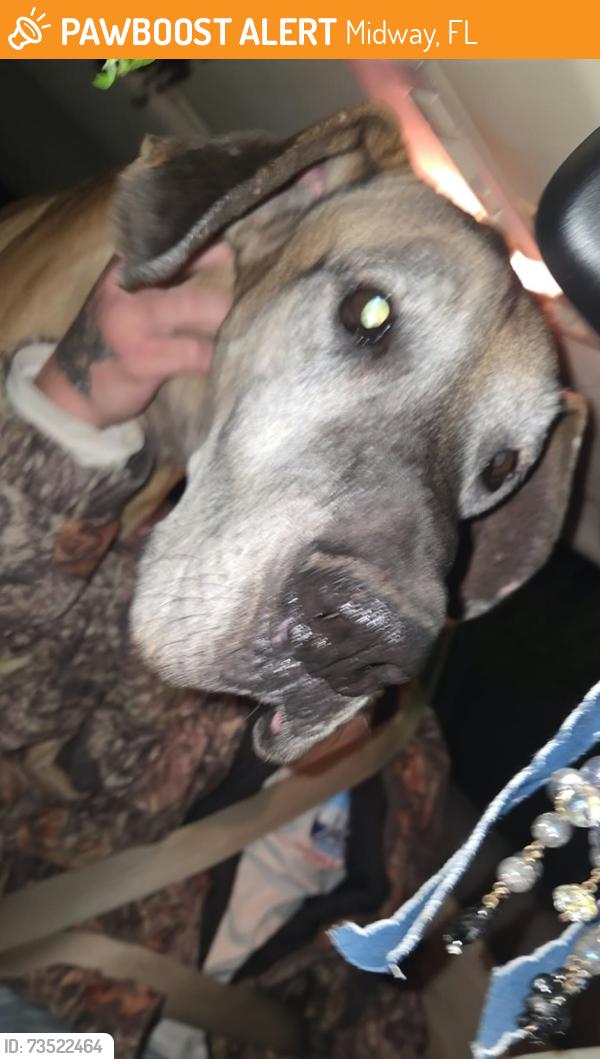 Found/Stray Male Dog last seen Hwy 98 / 399, Midway, FL 32563