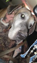 Found/Stray Male Dog last seen Hwy 98 / 399, Midway, FL 32563